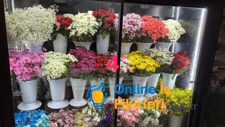 Sevdiklerinize Anlık Neşe: Floksia Çiçekleri